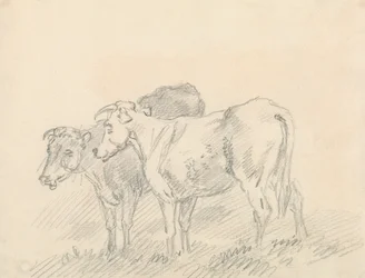 Two Cows