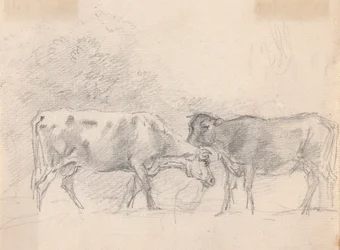 Two Cows Grazing