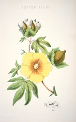 A cotton plant