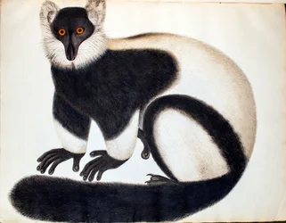 Black and white ruffed lemur, from the 