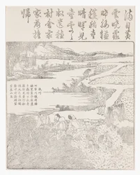 Harvesting Rice