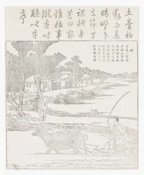 Plowing with a Water Buffalo in Muddy Rice Paddy