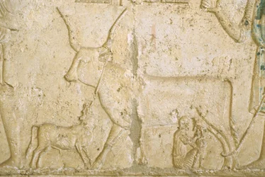 Ancient Egypt, Wall Carving, Petosiris Tomb, Tuna el Gebel, 300 BC, Milking a Cow