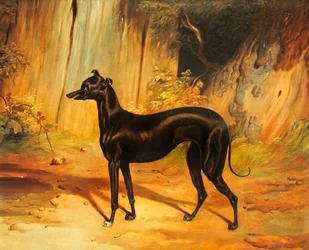 Italian greyhound