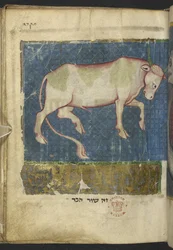 A Bull, from a Miscellany of Biblical and Other Texts (