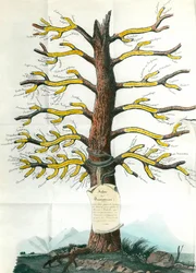 Dermatosis Tree
