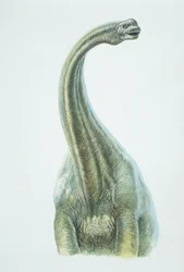 Brontosaurus, Jurassic period
