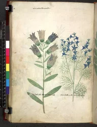 Tractatus de herbis (Herbal)