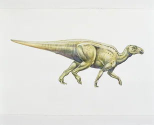 Hadrosaurid or duck-billed dinosaur