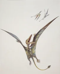 Rhamphorhynchoid, Jurassic period
