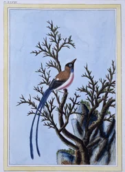 Bird - Japanese Print