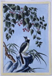 Bird - Japanese print