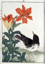 Blackbird and lily flowers - Japanese print