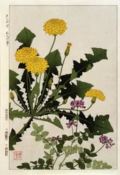 Dandelion flowers - Japanese print