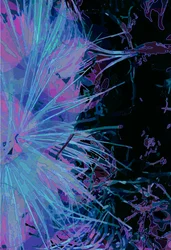 Artichoke_abst_vert1