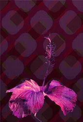 Hibiscus, 2019