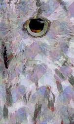 Owl3