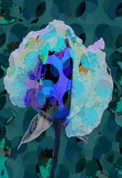 Tea Rose 5B
