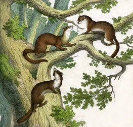 Antique Print of Three Martens