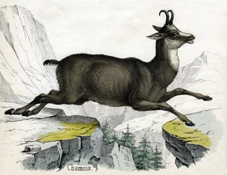 Antique Print of a Chamois