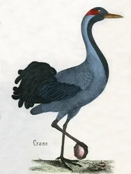 Antique Print of a Crane