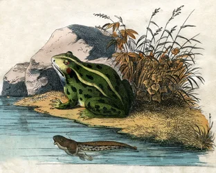 Antique Print of a Pool Frog and Tadpole