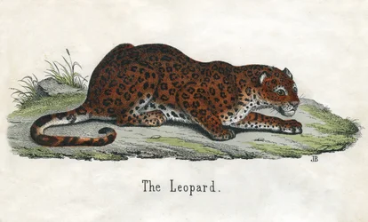 Antique Print of an African Leopard