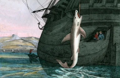 Great White Shark Caught at Sea