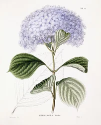 Hydrangea Ottaksa