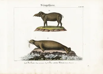 Tapir and Arctic Walrus