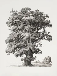 Tree Studies After Nature With Regard To Landscape Drawing