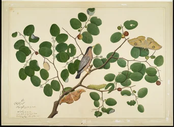 Brahminy Starling with Two Antheraea Moths, Caterpillar, and Cocoon on Indian Jujube Tree, folio from a Series Commissioned by Lady Impey, 1777