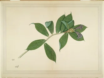Crepe Ginger Plant, folio from a Series Commissioned by Lady Impey