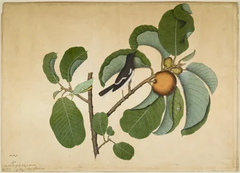 Oriental Magpie Robin with Katydid and Leaf Hopper on Monkey Jack Branch, folio from a Series Commissioned by Lady Impey, 1778