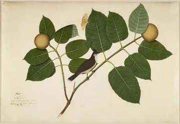 Red-whiskered Bulbul and Aganais Ficus Moth on Kadamba Branch, folio from a Series Commissioned by Lady Impey, 1777