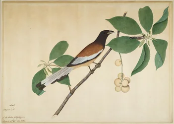 Rufous Treepie and Caterpillar on Branch, Folio from a Series Commissioned by Lady Impey