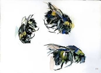 Bee Studies, 2024