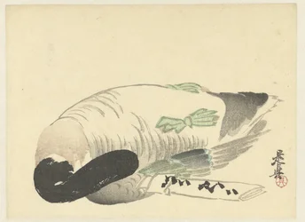 Dead Duck Next to Folded Letter