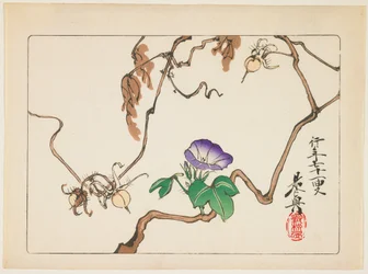 Vine and Seeds of Morning Glory