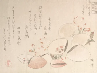 Cherry Blossoms and Shells