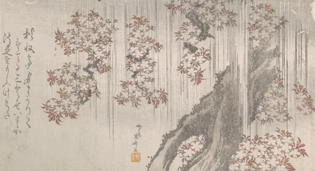 Cherry Blossoms in the Rain