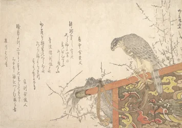 Hawk Tied to Perch