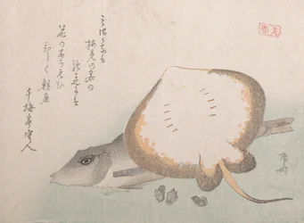 Stingray and Gurnard