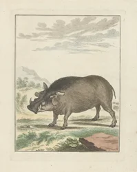 African Bush Pig