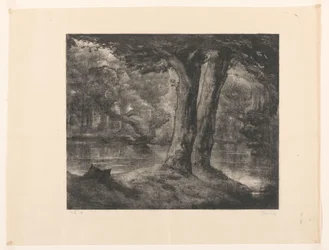 Water in a Forest