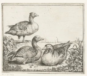 Three Geese