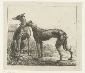 Two Greyhounds (Various Animals)