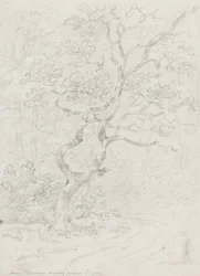 Trees, Near Lausanne