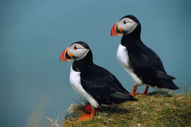 Iceland, Ingolfshofdi, Pair of Atlantic Puffins on grass covered cliff