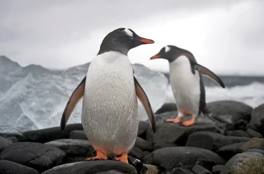 Two gentoo penguins, Pygoscelis papua, on a rocky shore, Antarctica, 2022